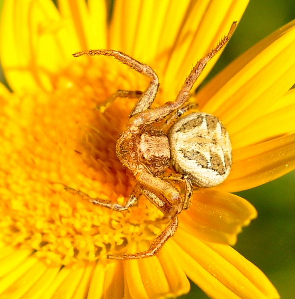 Xysticus sp.